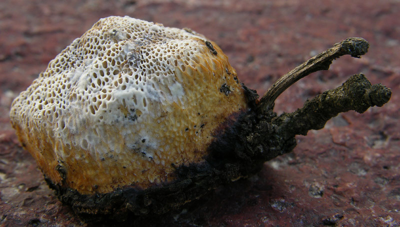 In bosco di Quercus cerris(1) (Dichomitus campestris)